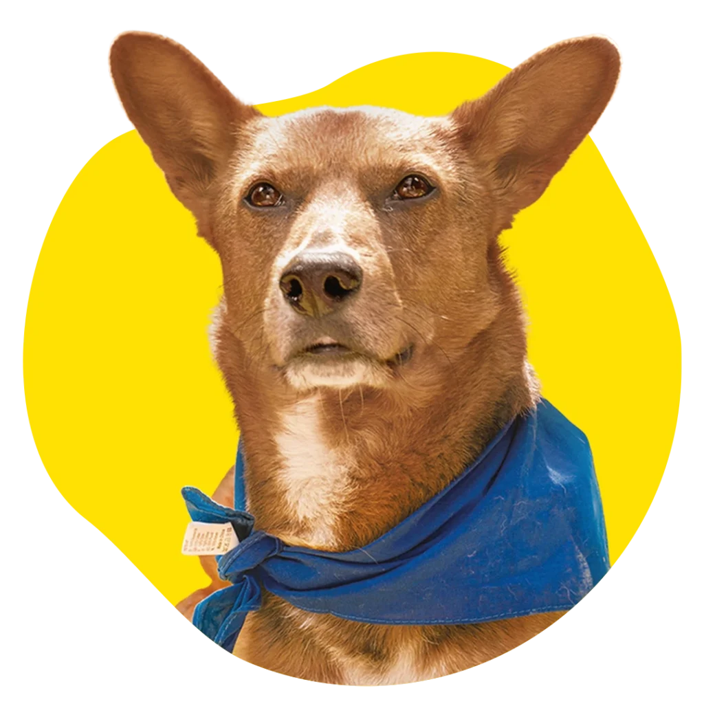 Campi Profilbild gelb