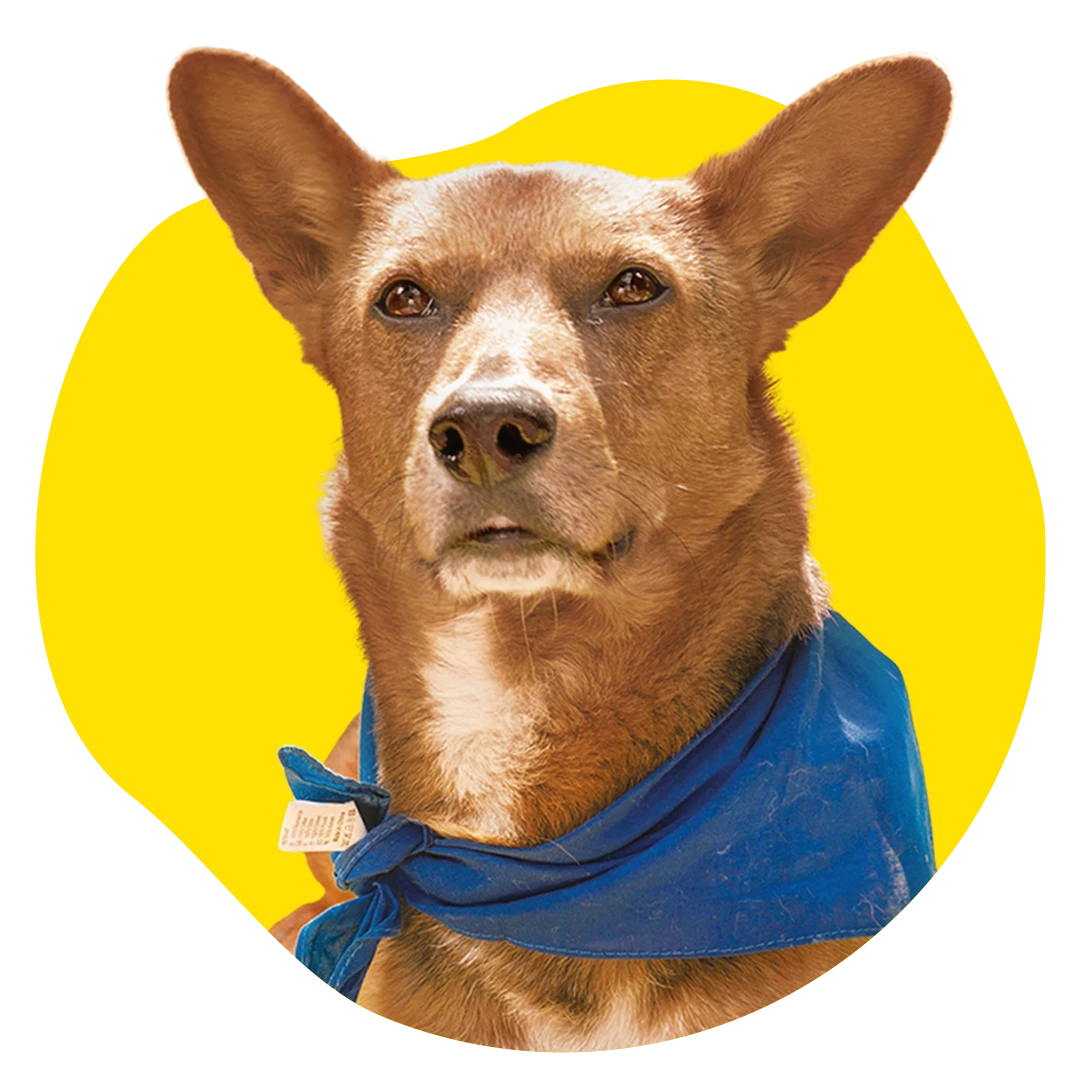 Campi Profilbild gelb