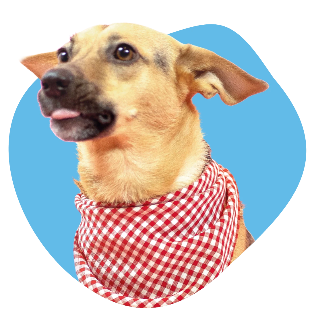 Jezy Profilbild blau