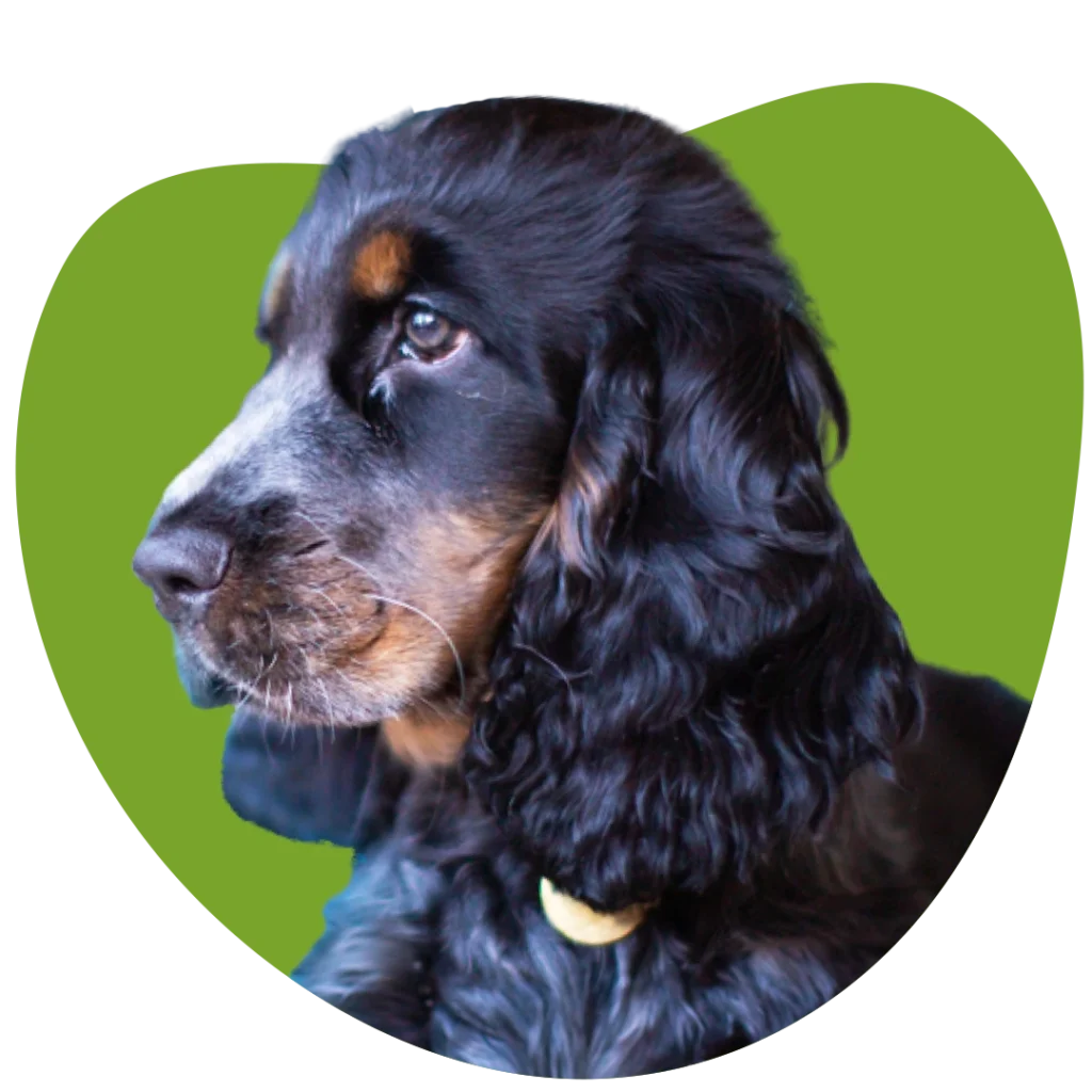 Oscar Profilbild gruen