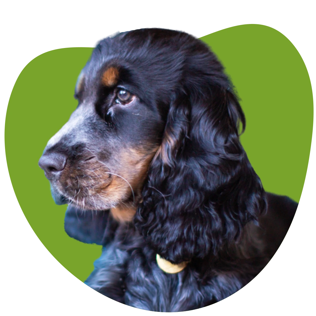 Oscar Profilbild gruen