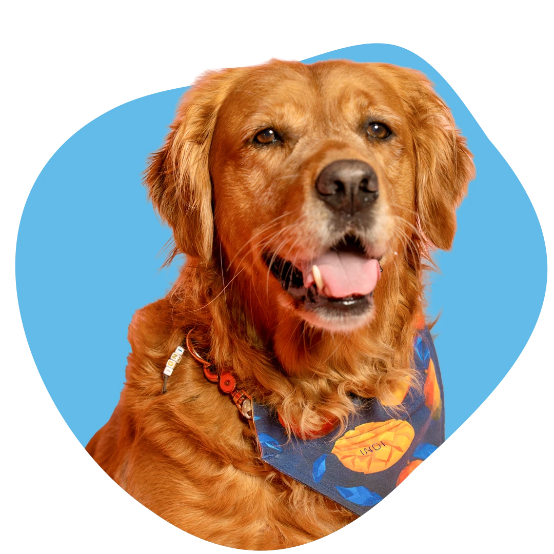 Indi Profilbild blau